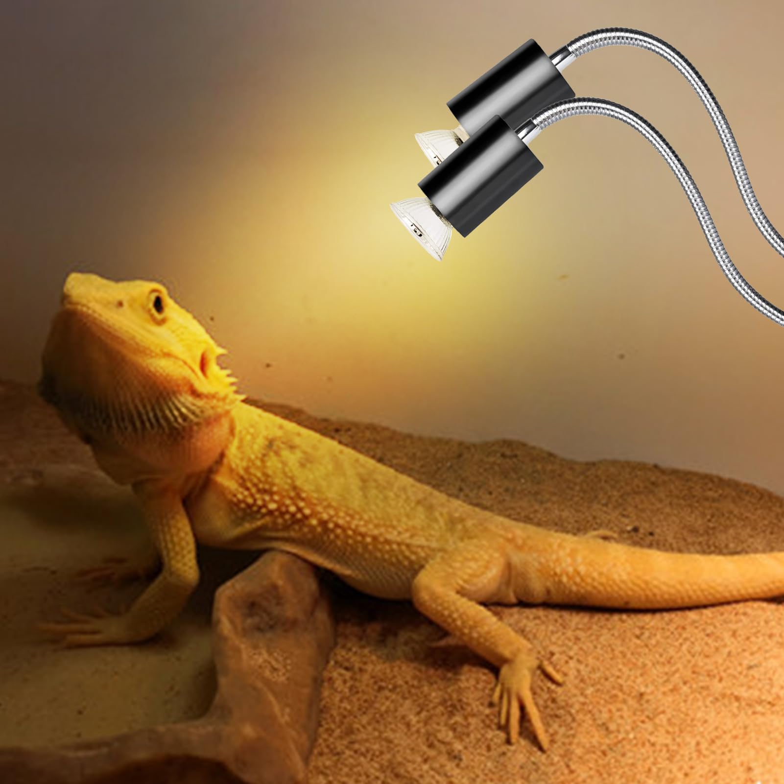 Amazon.co.jp: フトアゴヒゲトカゲランプ - 爬虫類水族館加熱